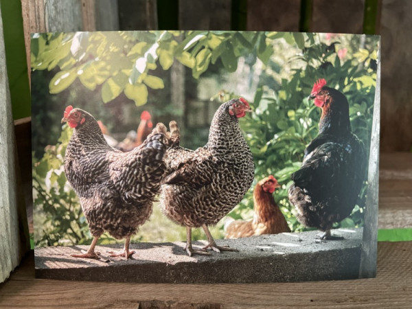 Postkarte Hühner