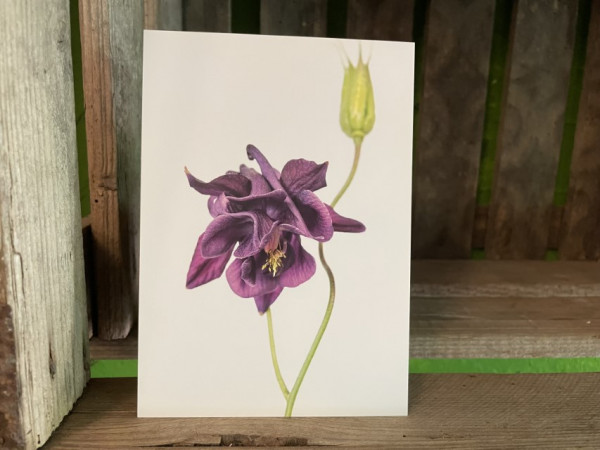 Postkarte Akelei lila